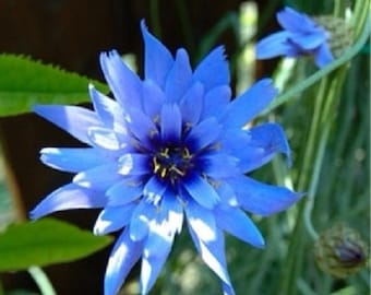 Amor Blue Catananche Flower Seeds / Perennial 35+