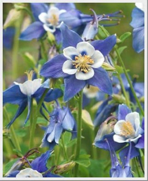 25 Heavenly Blue Aquilegia Flower Seeds Perennial