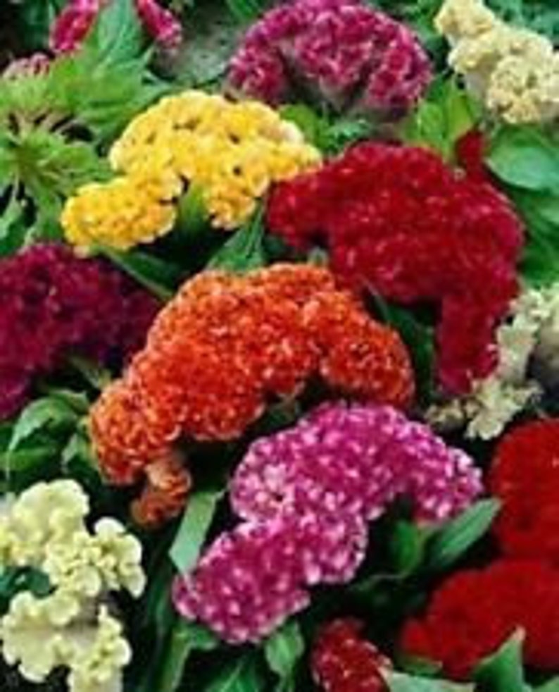 30 Neon Rose Cockscomb Celosia Flower Seeds Self-Seeding Annual