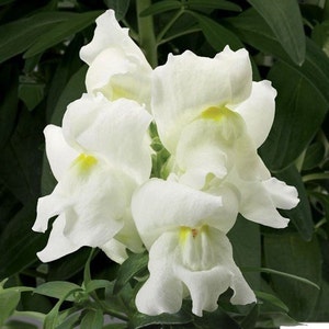 Snowflake Snapdragon Flower Seeds / Antirrhinum / Annual 50+
