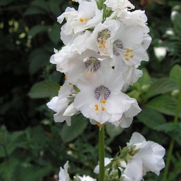Pearl White Jacob's Ladder Flower Seeds/ Polemonium / Perennial   70+