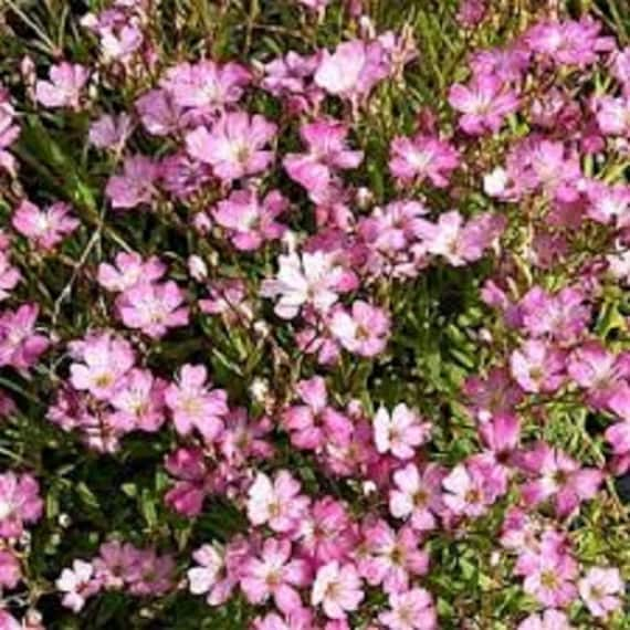 Pink Baby's Breath Seeds For Planting (Gypsophila elegans)