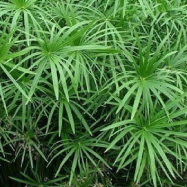 Umbrella Plant Seeds / Cyperus Alterifolius / Perennial 100+