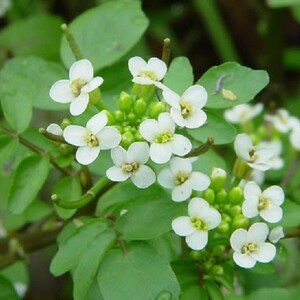 Nasturtium Officinale Watercress Flower Seeds / Perennial  50+