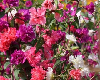 Mountain Garland Clarkia Mix Flower Seeds / Annual 50+