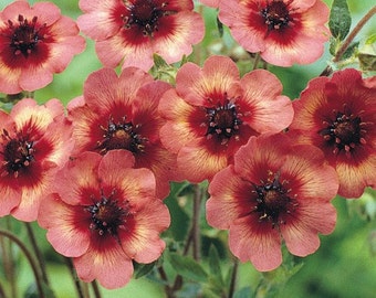 Melton Fire Potentilla Flower Seeds / Nepalensis / Perennial  40+