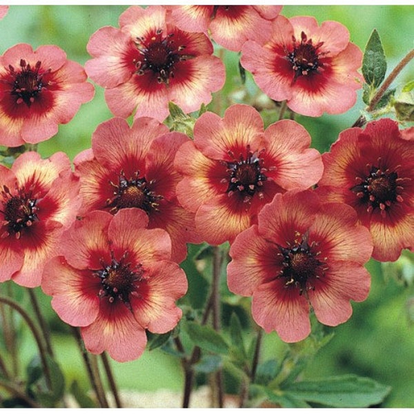 Melton Fire Potentilla Flower Seeds / Nepalensis / Perennial  40+