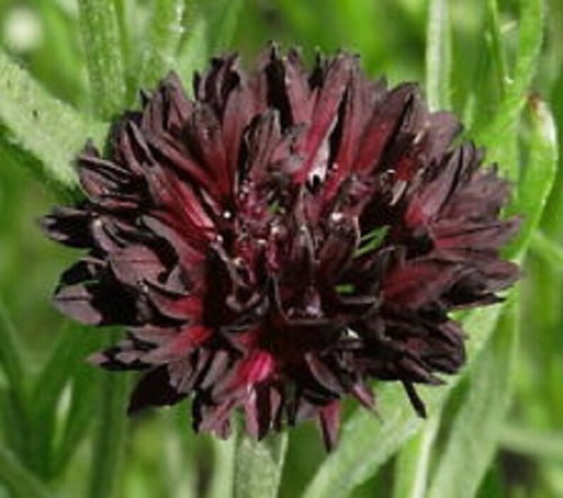 Black Bachelor's Button Cornflower Flower Seeds / Annual | Etsy