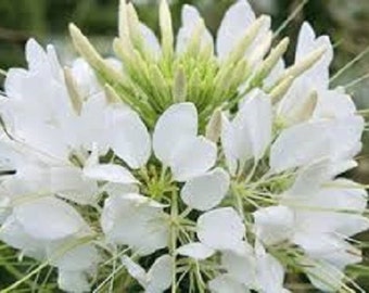 Graines de fleurs blanches géantes Queen Cleome / Réensemencement annuel de 50 ans et plus