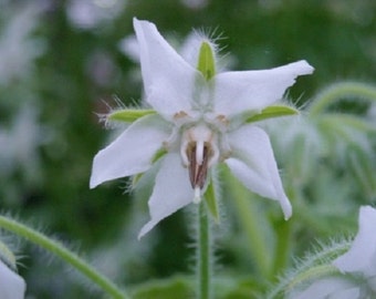 White Star Borage Flower Seeds / Officinalis / Annual 50+