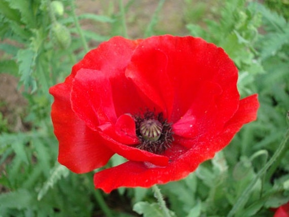 Red Poppy Flower Seeds Papaver Annual 100 Etsy