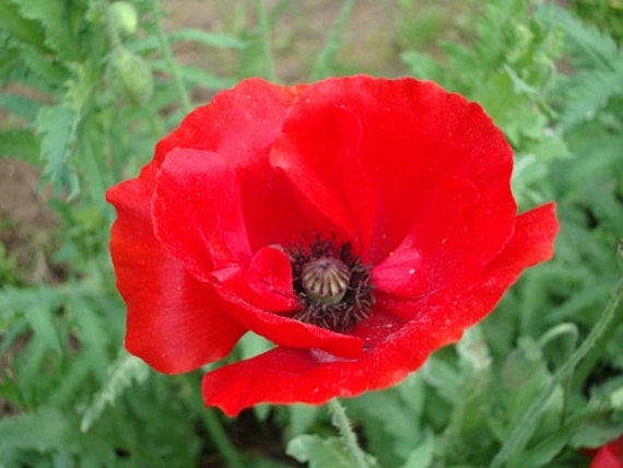 poppy