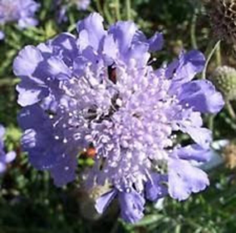 Lilac Pincushion Flower Seeds / Scabiosa / Perennial 25 Etsy