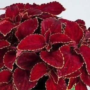 Coleus Wizard Red Velvet Flower Seeds / Annual   50+