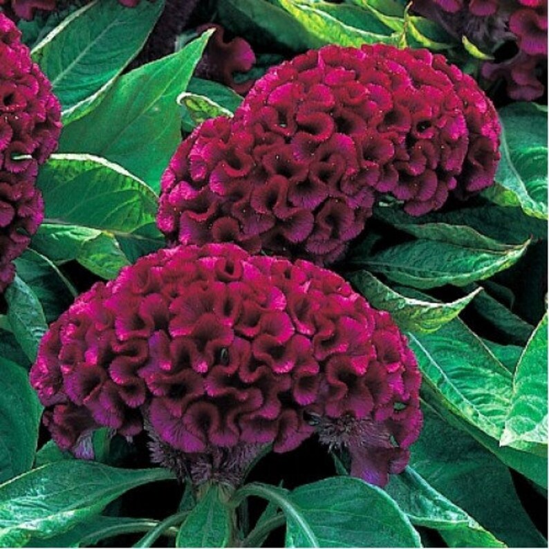 Deep Armor Purple Celosia Flower Seeds / Annual 50 | Etsy