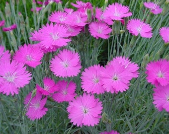 Cheddar Pink Dianthus Flower Seeds / Perennial 50+