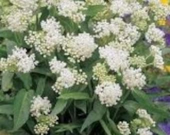 White Ice Ballet Butterfly Flower Seeds / Asclepias / Vivace 30+