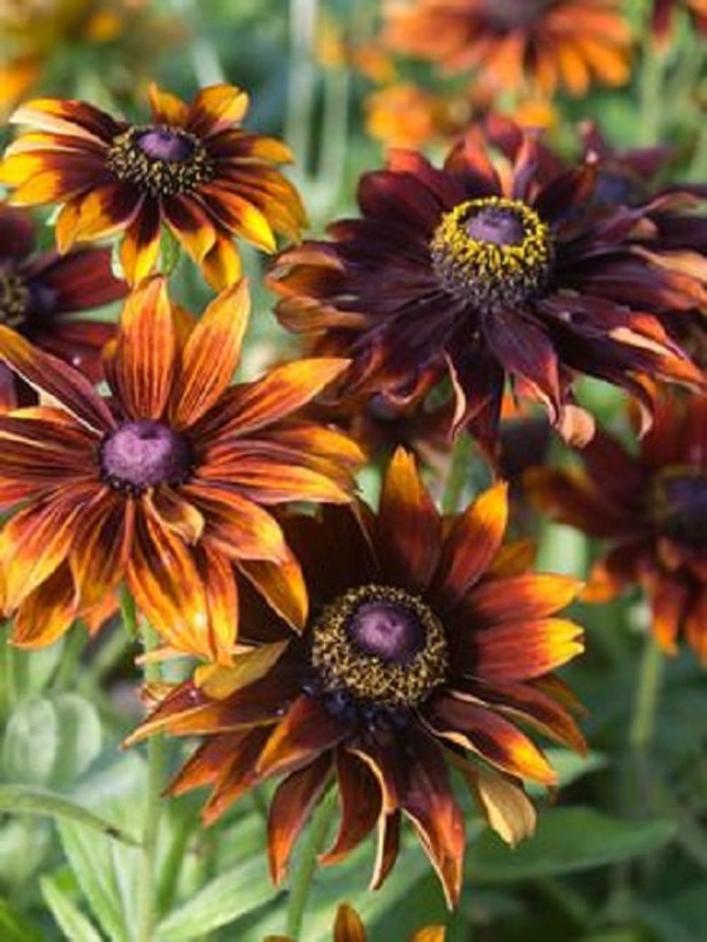 Rudbeckia Autumn Forest Flower Seeds / Hirta / Annual 50 image 1