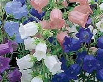 Campanula Canterbury Single Bells Mix Flower Seeds / Perennial  50+