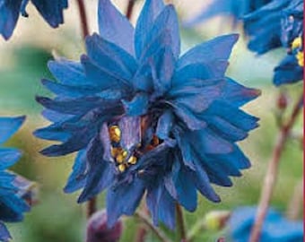 Aquilegia Blue Barlow Flower Seeds/Perennial     25+