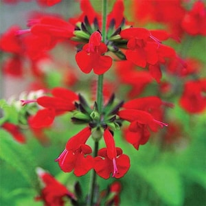 Saint John's Fire Salvia Flower Seeds / Annual  40+