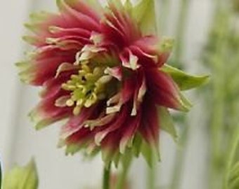 Bi-Color Double Nora Barlow Aquilegia Flower Seeds / Vivace 30+