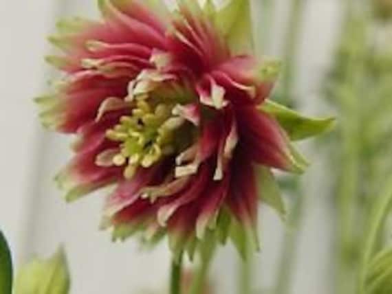 25 Barlow Mix Aquilegia Flower Seeds Perennial