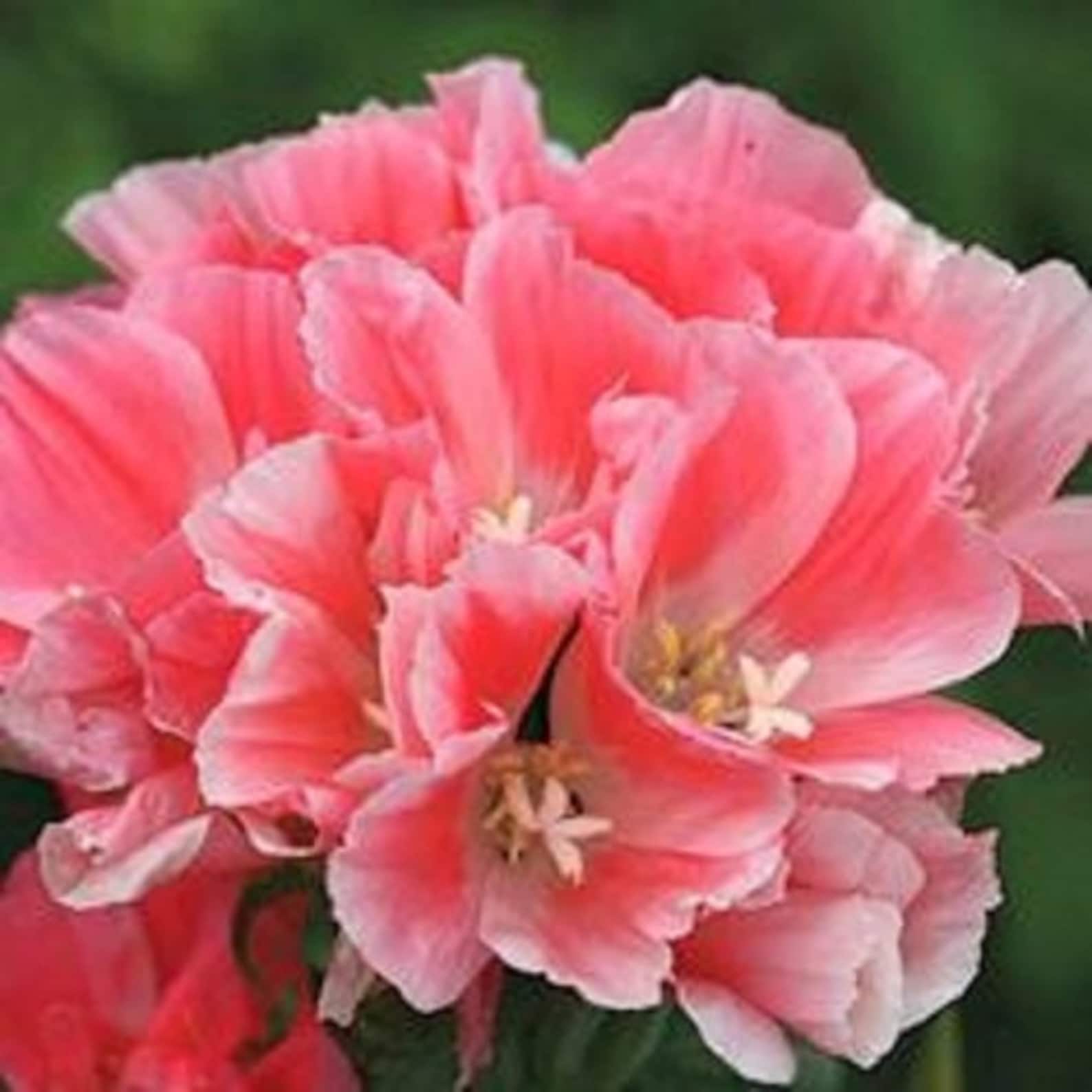 Salmon Godetia Flower Seeds / Grandiflora/ Sybil Sherwood/ Etsy