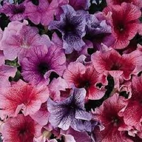 Petunia Multiflora Veined Mix Flower Seeds / Annual 50+