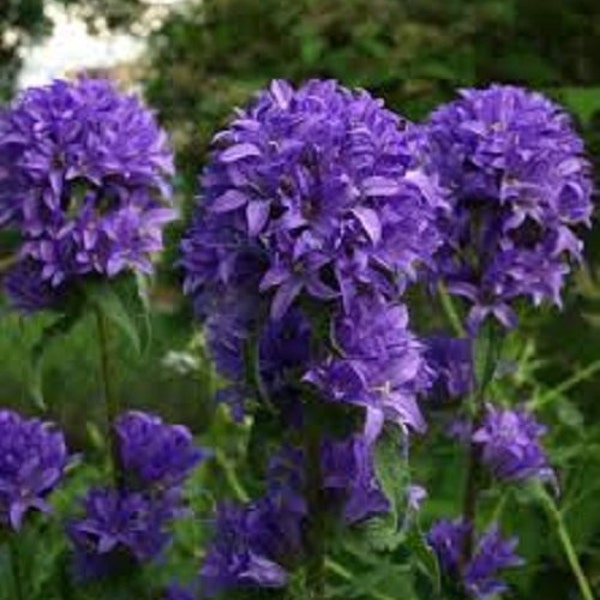 Violet Blue Campanula Cluster Bellflower Flower Seeds / Perennial 50+