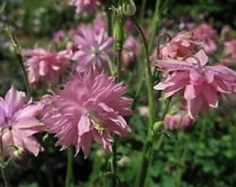 Aquilegia Vulgaris Barlow Rose Flower Seeds / Perennial   25+