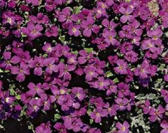 Purple Rock Cress Aubrieta Hybrida Hendersonii Flower Seeds / Perennial 50+