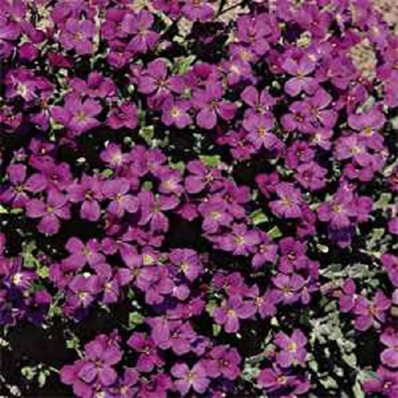 Purple Rock Cress Aubrieta Hybrida Hendersonii Graines de fleurs / Vivace 50 image 1