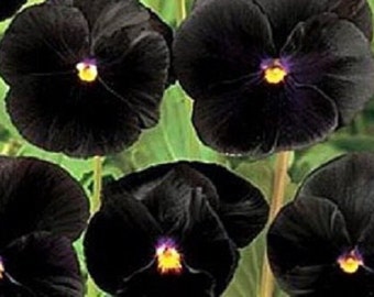 Black Clear Crystals Viola Pansy Flower Seeds / Biennial  35+