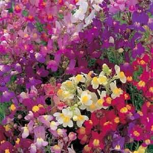 Toadflax Wiildflower Mix Flower Seeds / Linaria Maroccana / Annual 75+