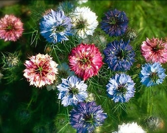 Nigella Persion Jewels Mix Flower Seeds / Love In A Mist / Annual 50+