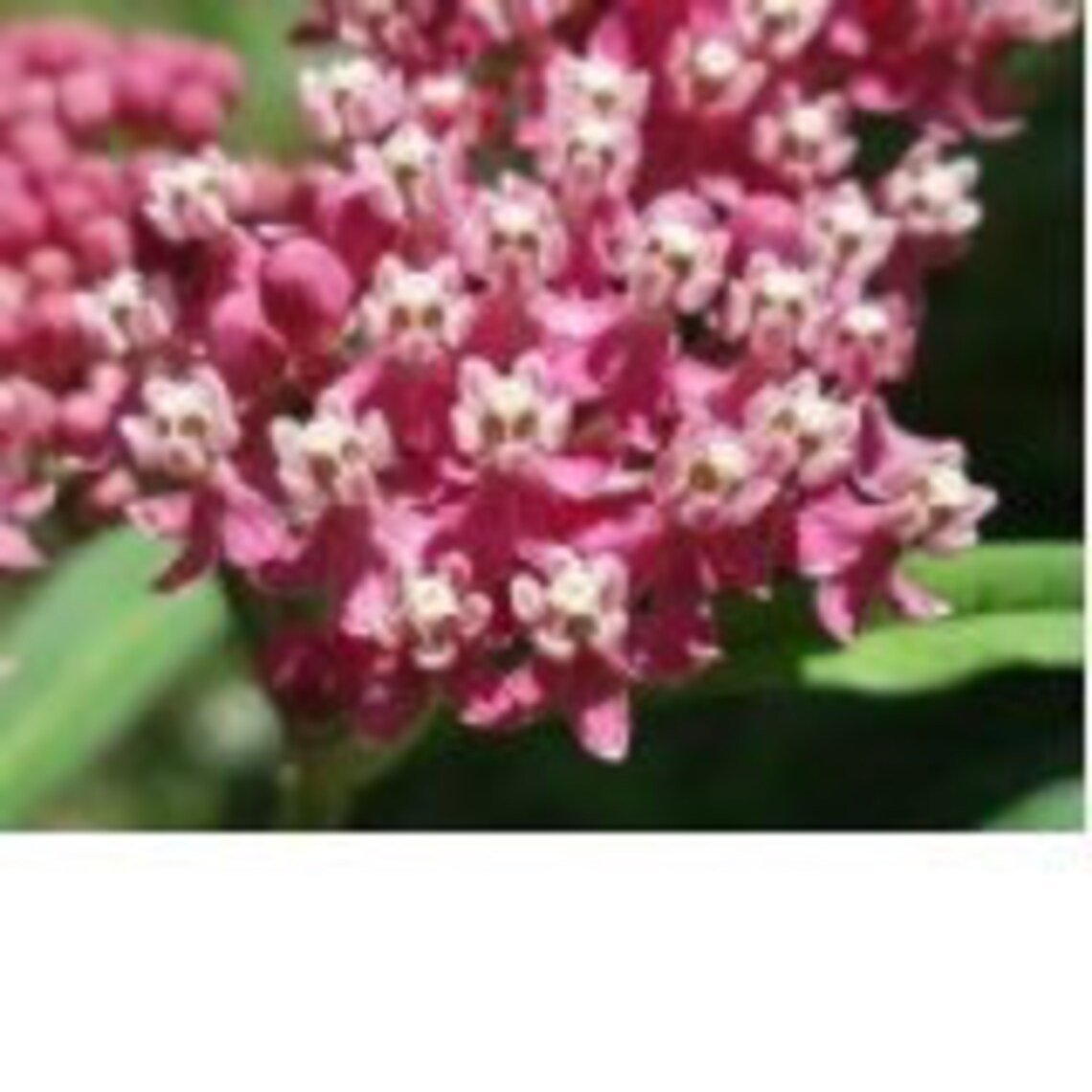 Rosepink Butterfly Weed Flower Seeds / Asclepias / Incarnata Etsy