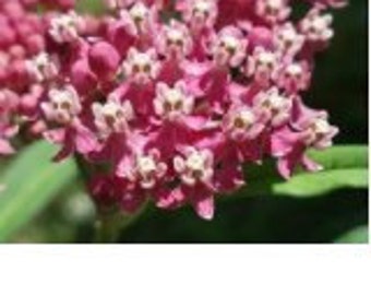 Rose-Pink Butterfly Asclepias Flower Seeds / Incarnata /Perennial 30+