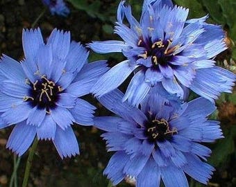 Blue Cupid's Dart Flower Seeds / Catananche / Vivace 35+