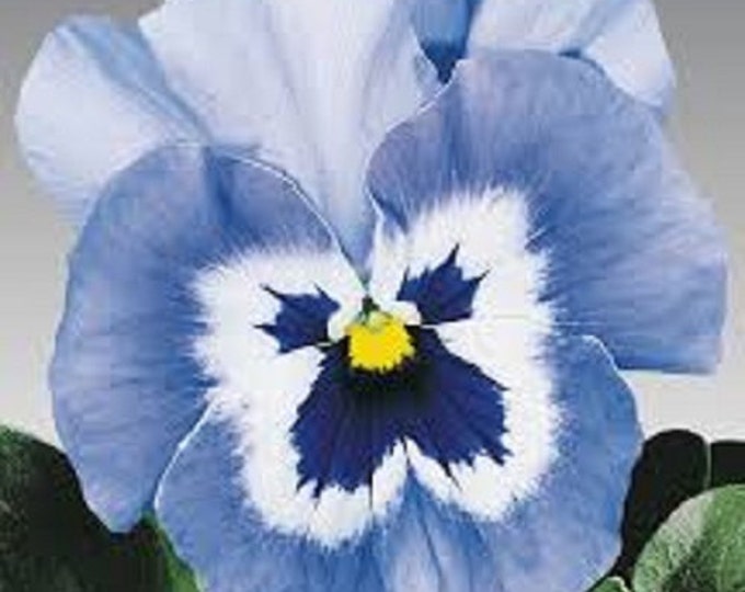 Joker Light Blue Pansy Flower Seeds / Biennial 35 Etsy