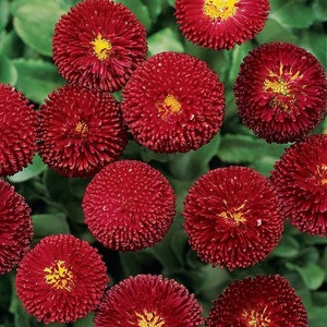 Red English Daisy Bellis Flower Seeds / Birennial  100+