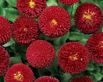 Red English Daisy Bellis Flower Seeds / Birennial  100+