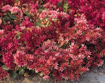 Dragons Blood Sedum Etsy