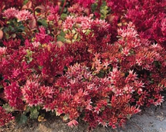 Graines de fleurs de sedum sang de dragon/spurium/vivace 100+