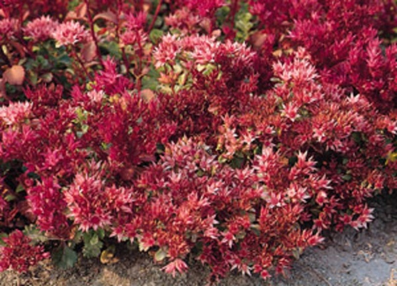 Dragon's Blood Sedum Flower Seeds / Spurium / Perennial 100 image 1