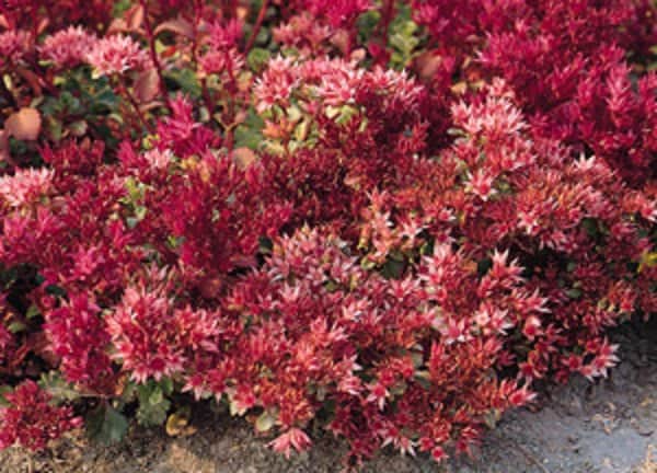 Dragon S Blood Sedum Flower Seeds Spurium Perennial Etsy Dragon S Blood Sedum Flower Seeds Spurium Perennial Etsy