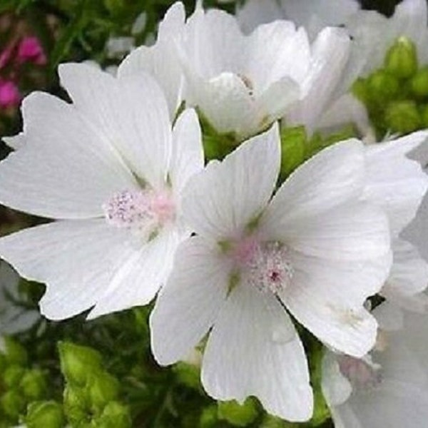 White Perfection Malva Flower Seeds / Moschata / Perennial 40+