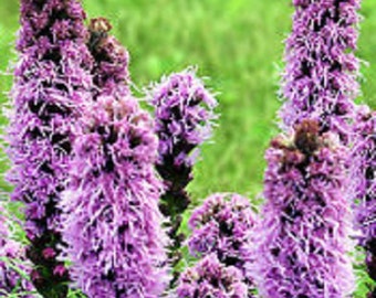 Violet Liatris Flower Seeds /Spicata / Perennial   50+