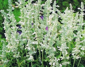 White Victory Salvia Flower Seeds/ Perennial   40+