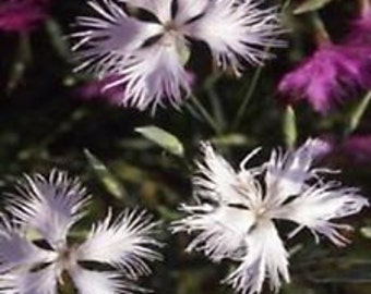 White Superbus Dianthus  Flower Seeds /Carnation / Perennial 100+